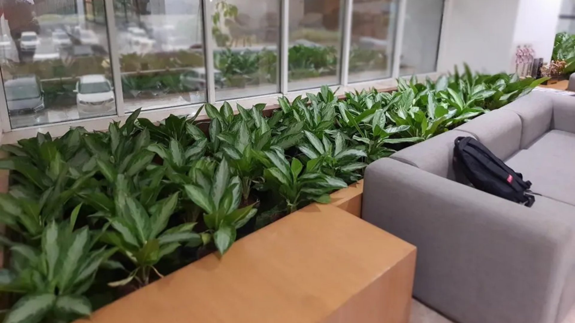 Green Up Your Office with Plants for Rent